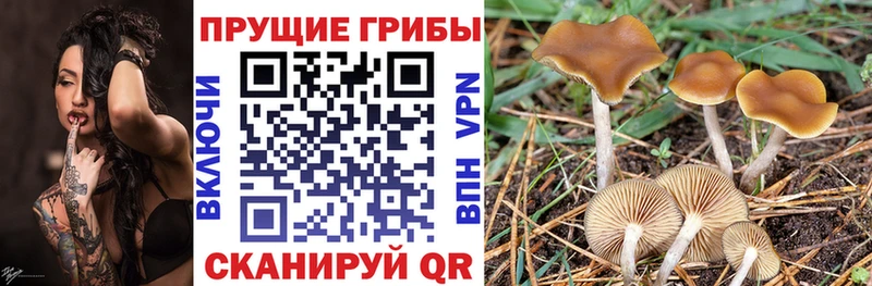 Псилоцибиновые грибы прущие грибы  Буй 